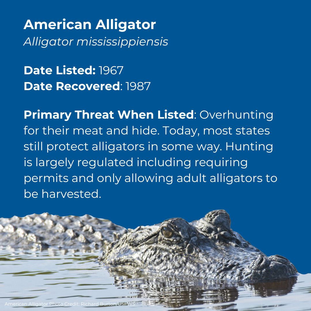 Why We Almost Said “See You Later” to the American Alligator